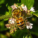 20230709 1652CPw [D~LIP] Gewöhnlicher Dost (Origanum vulgare), Honigbiene, Bad Salzuflen