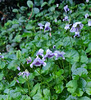 Australian native violets