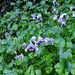 Australian native violets