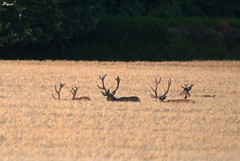 Cerfs dans les blés