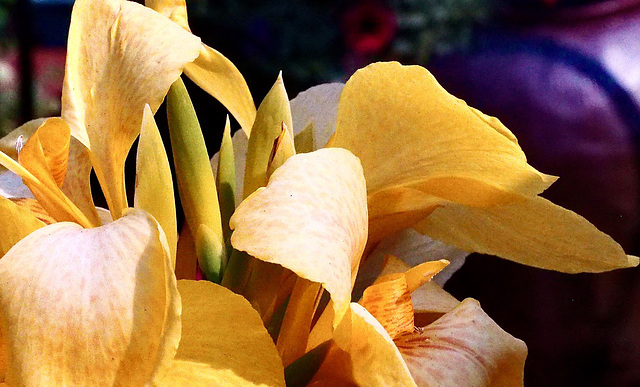 Canna Lily.
