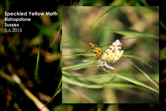 Speckled Yellow Moth - Bishopstone - Sussex - 5.6.2015