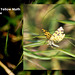 Speckled Yellow Moth - Bishopstone - Sussex - 5.6.2015