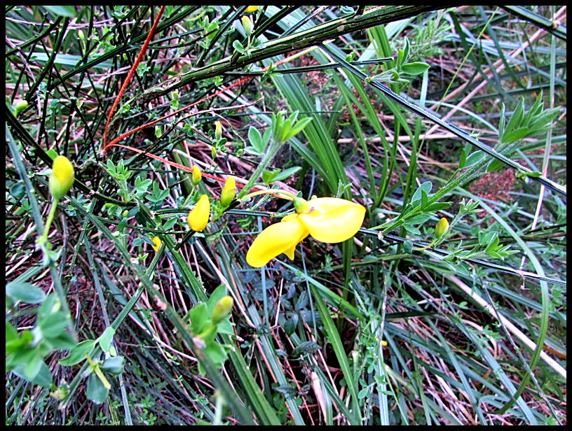 Broom Blooms.