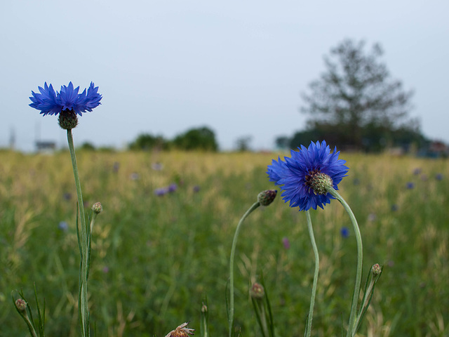 Cornflowers in the field