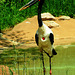 Saddle-billed Stork (Ephippiorhynchus senegalensis)