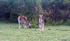 Eastern Grey kangaroo and joey