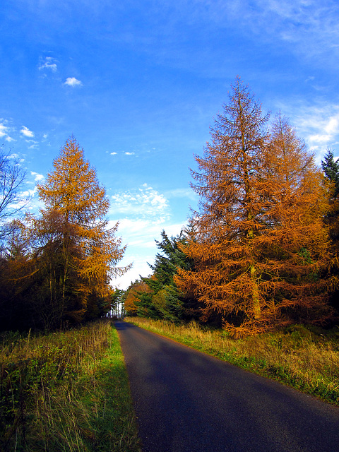 Golden Larch by forest road, North Yorkshire