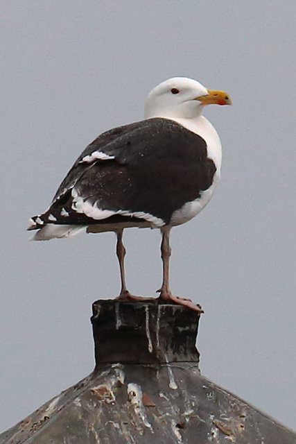 Greater black-backed gull