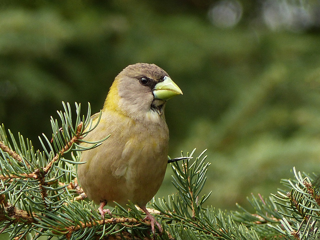 Evening Grosbeak female