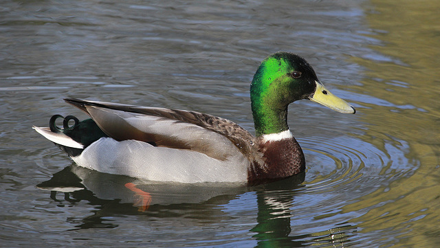 Monsieur Colvert