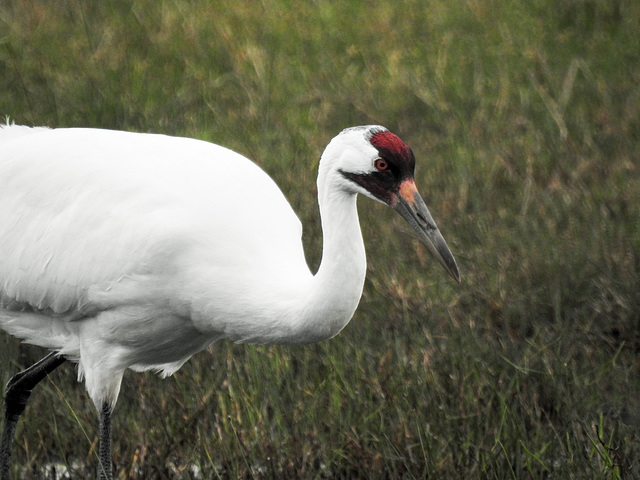 Day 2, Whooping Crane / Grus americana