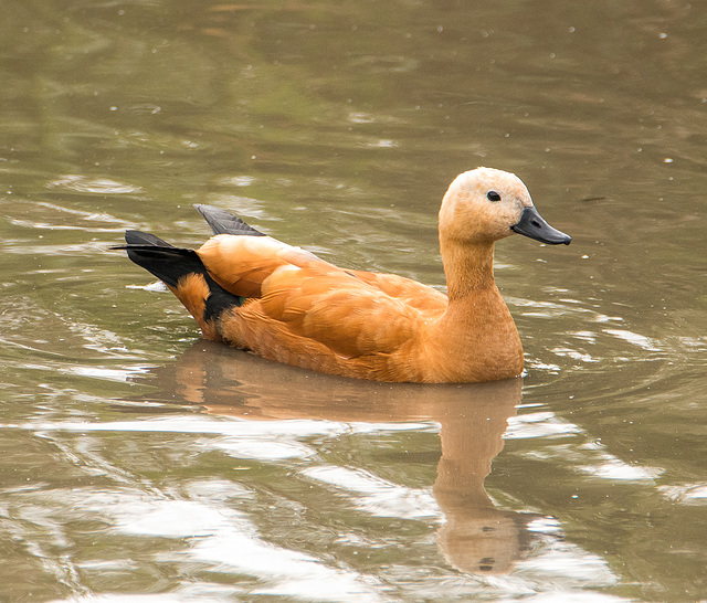 Ruddy shelduck