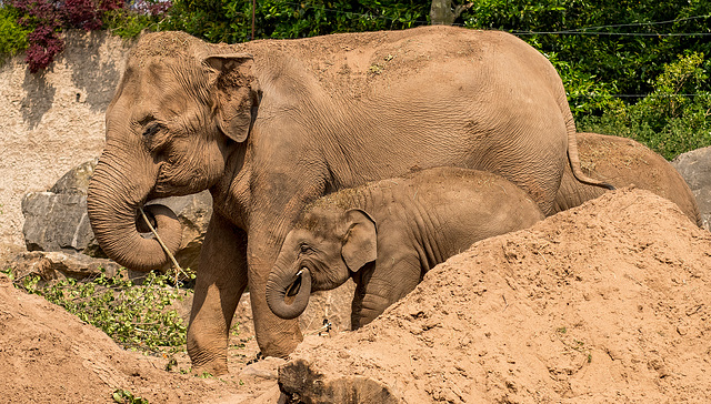 Elephant with a baby elephant