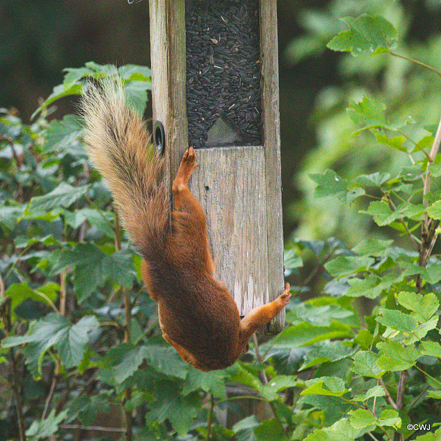 One of Blondie's offspring trying to figure out how to get into this feeder