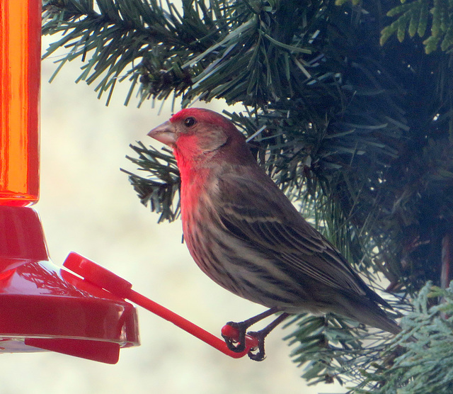 Our resident male Housefinch is back.