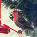 Our resident male Housefinch is back.