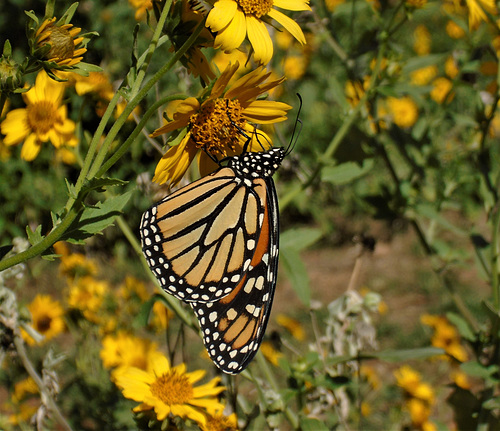 33 MONARCH BUTTERFLY