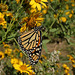 33 MONARCH BUTTERFLY