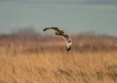 Short eared owl