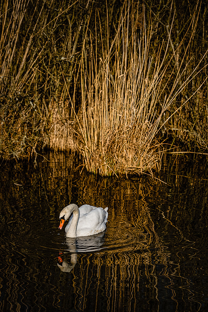 Einsamer Schwan im Sonnenlicht