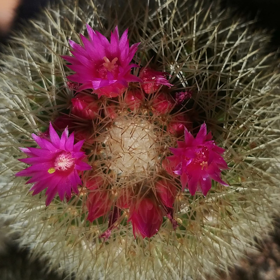 Cactus flowering.