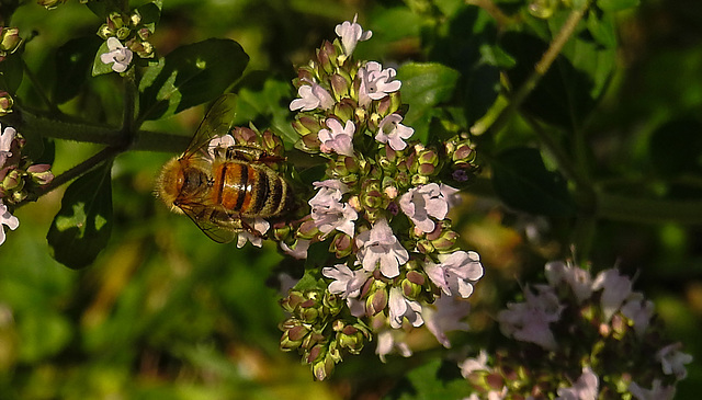20230709 1654CPw [D~LIP] Gewöhnlicher Dost (Origanum vulgare), Honigbiene, Bad Salzuflen
