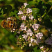 20230709 1654CPw [D~LIP] Gewöhnlicher Dost (Origanum vulgare), Honigbiene, Bad Salzuflen