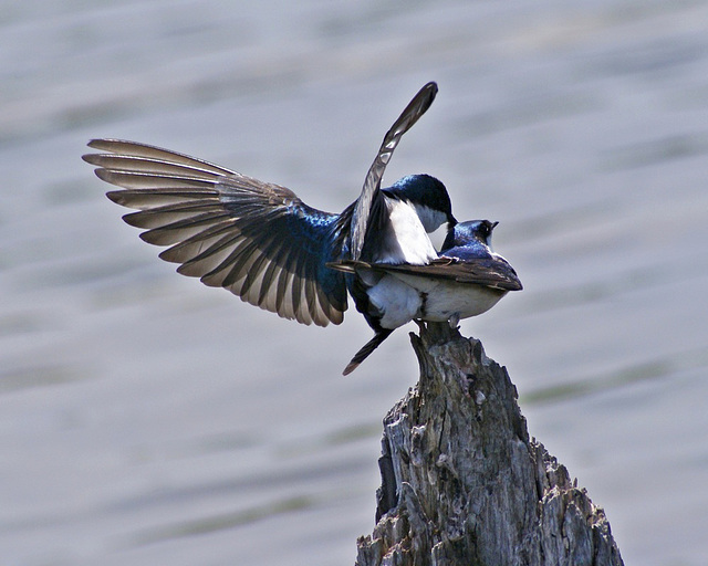 swallow song