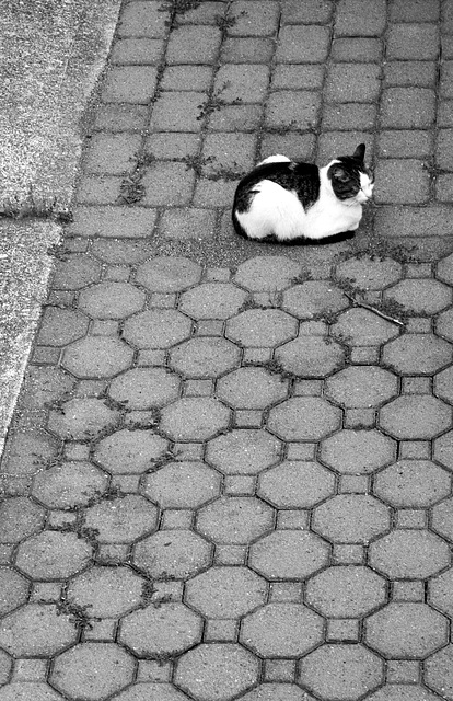 Cat on paving