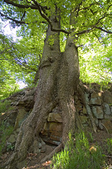 Rooted in stone