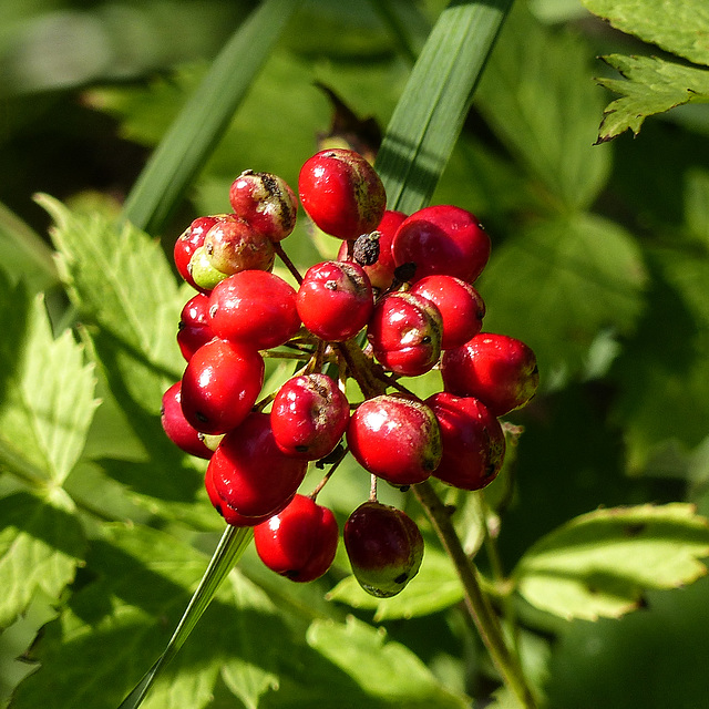 Red Baneberry / Actaea rubra, red berries