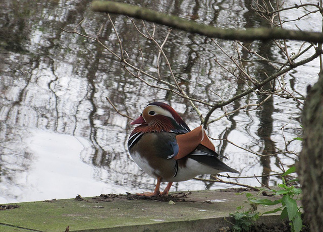 Canard Mandarin 3