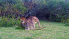 Eastern Grey kangaroo and joey