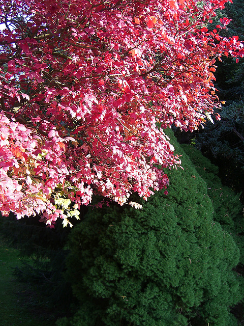 029  Schneeballbaum (Viburnum) im Herbstlaub