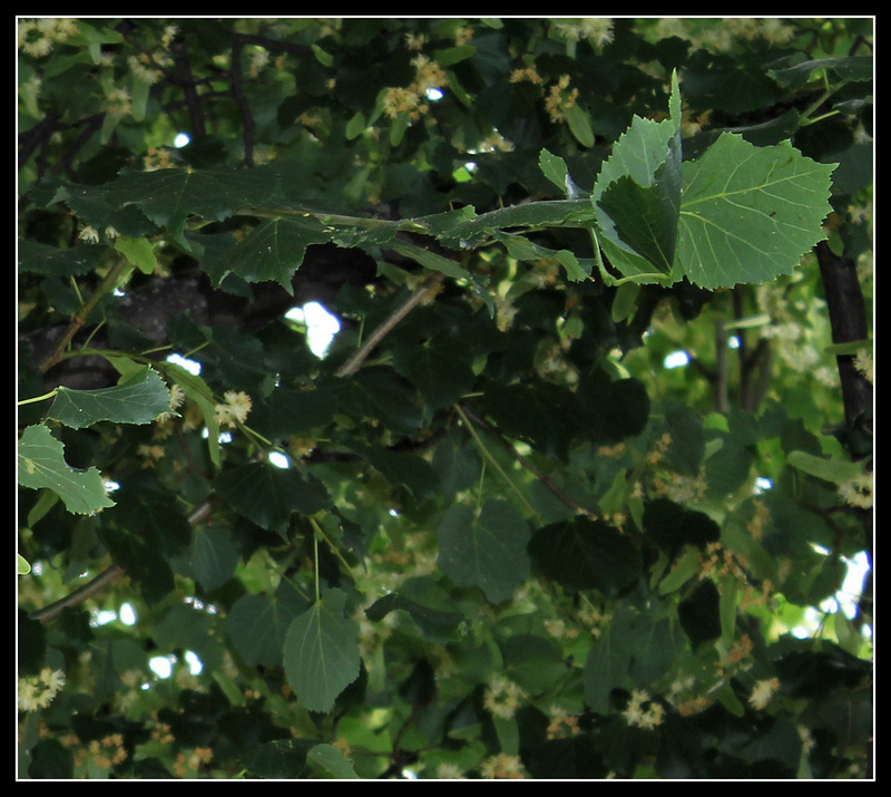 Tilia sp (5)