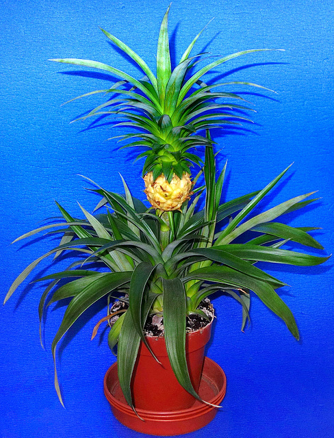 Pineapple (Ananas comosus).