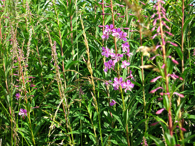 Rosebay Willowherb