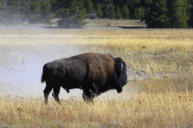 Wallowing Bison