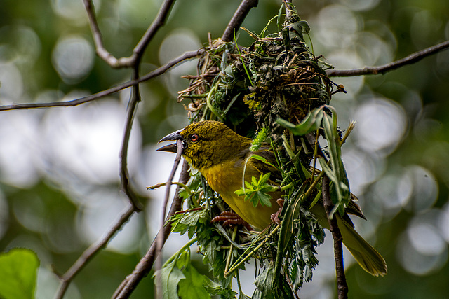 Female village weaver bird nest building