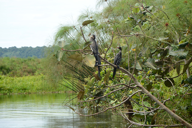 Uganda, Cormorants on the Wetlands of Mabamba