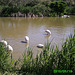 20150518 0097PSw [F] Flamingo, Parc Ornithologique [Camargue]