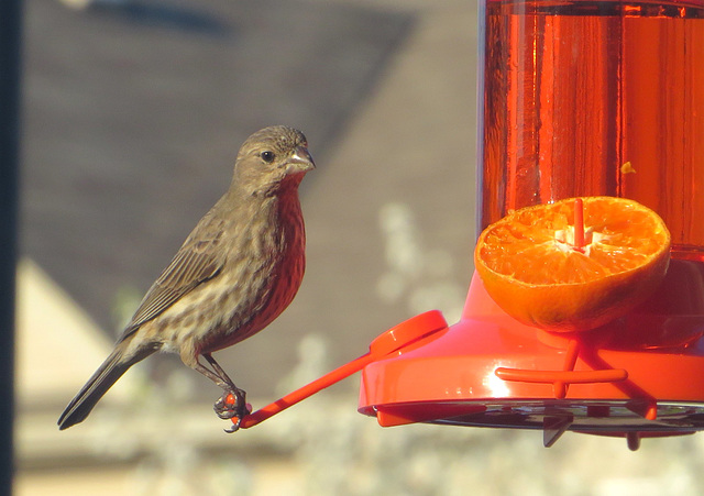 House finch, either juvenile or female.