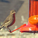 House finch, either juvenile or female.