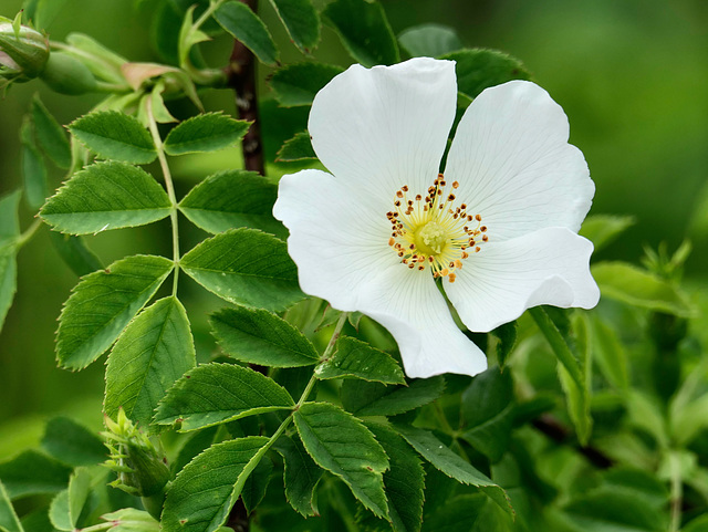 Bibernell- oder Dünenrose Bibernell- oder Dünenrose