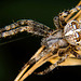 Die Garten Kreuzspinne ist in der Früh auch schon unterwegs :))  The garden cross spider is also out and about in the morning :))  L'araignée croisée du jardin est aussi en route le matin :))