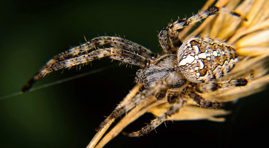 Die Garten Kreuzspinne ist in der Früh auch schon unterwegs :))  The garden cross spider is also out and about in the morning :))  L'araignée croisée du jardin est aussi en route le matin :))