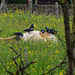 Jackdaws collecting nest material