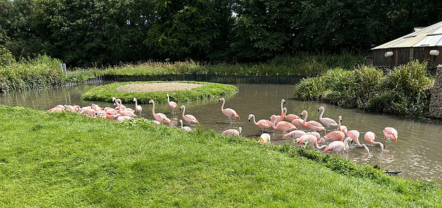 Flamingos