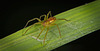 Die Gerandete Jagdspinne (Dolomedes fimbriatus) war auf der Lauer :))   The fringed hunting spider (Dolomedes fimbriatus) was lying in wait :))  L'araignée chasseuse frangée (Dolomedes fimbriatus) guettait :))